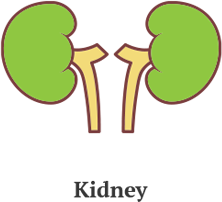 Kidney